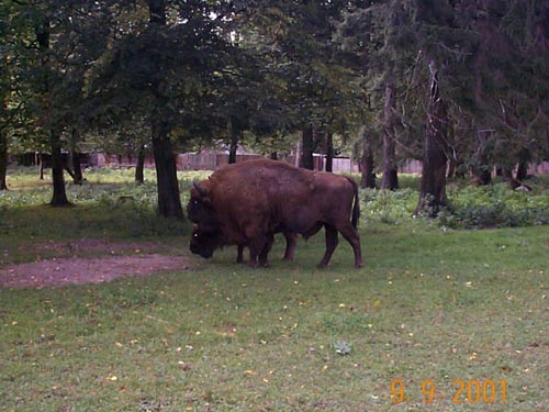 Bisoninfield