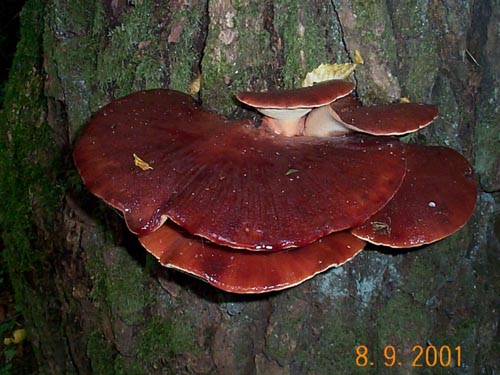 BloodFungi